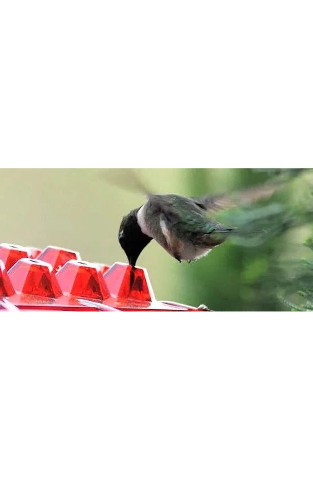 Ant-Proof Hummingbird Feeder - Hanging Perch, Easy Fill