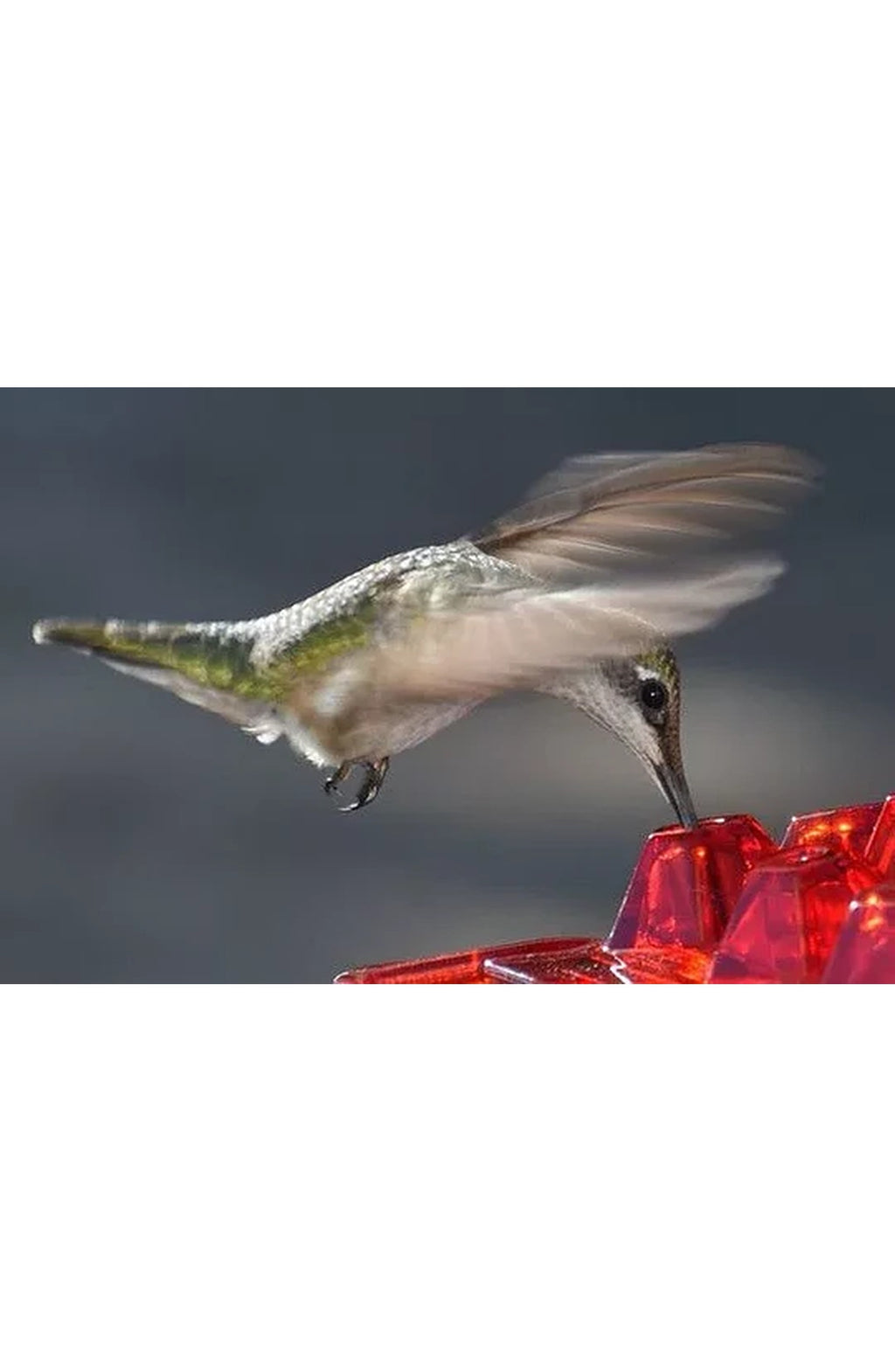 Ant-Proof Hummingbird Feeder - Hanging Perch, Easy Fill