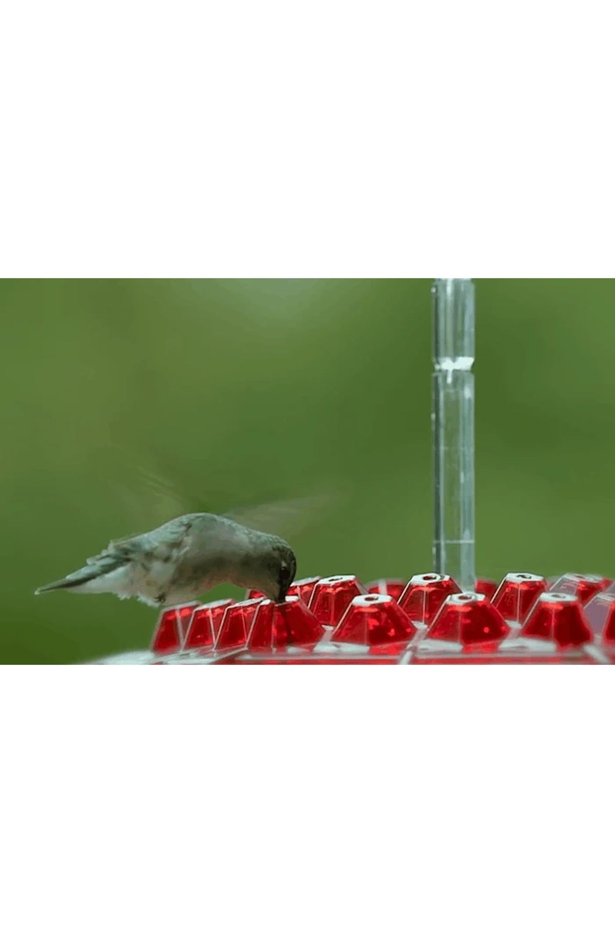 Ant-Proof Hummingbird Feeder - Hanging Perch, Easy Fill