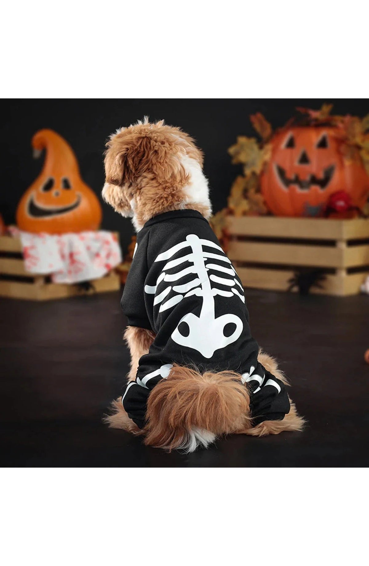 Skeleton Dog Halloween Costume | Glow-in-the-Dark Skeleton Print on Stretch Polyester | Four-Leg Jumpsuit for Dogs, M to XL